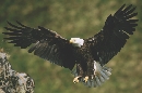 Bald eagles are known for their white heads and tails. Birds are about five years old when their head and tail feathers become white.