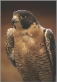 peregrine falcon