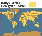 Peregrine falcons are again one of the most common birds of prey, living everywhere but Antarctica.