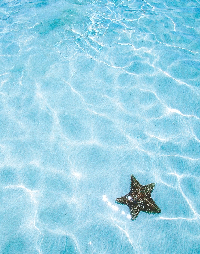Photograph of a sea star in clear water