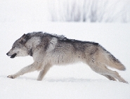 Like many plants and animals, gray wolves face danger from humans.