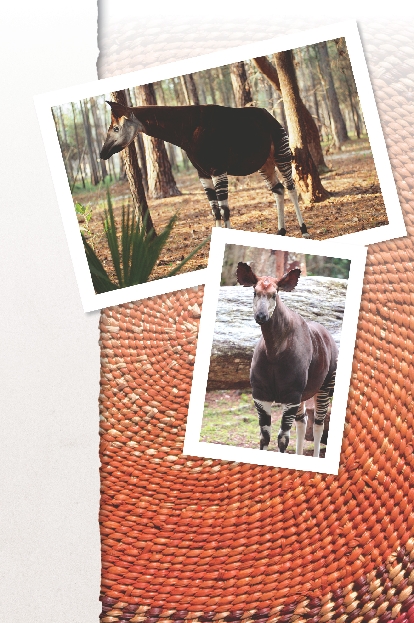 The okapi lives in the African rain forest. It is one of the few animals that can lick its own ears with its long tongue. This animal, or species, is in danger of disappearing.