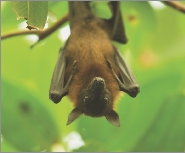 Bats help control insect populations. Some bats are endangered.