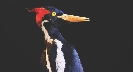 Photograph of an ivory-billed woodpecker