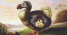 Illustration of a dodo bird