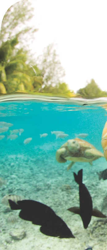 Green sea turtles swim off the coast of Bora Bora Island. These turtles are endangered in many countries.