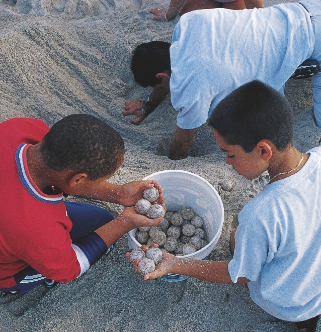 Boys in Miami Beach, Florida, gather the eggs of sea turtles to protect them from other animals.