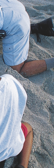 Photograph of several boys collecting sea turtle eggs on a beach