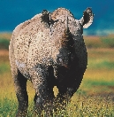 Black rhinoceros