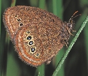 Mitchell’s satyr butterfly