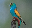 Golden-shouldered parrot