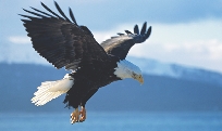 On June 28, 2007, the bald eagle was taken off the Federal List of Endangered and Threatened Wildlife and Plants. The bald eagle will still be protected by the Bald and Golden Eagle Protection Act.