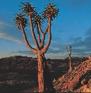 The aloe’s habitat is affected by burning and other kinds of habitat destruction.