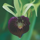 Orchid smuggling is leading to the loss of many kinds of wild orchids.