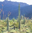 The government began protecting the saguaro cactus when it started to disappear. This has prevented it from becoming endangered.