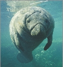 The playful manatee is an endangered species.