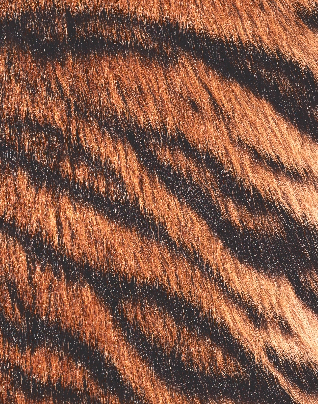 Photograph of close up of a tiger's striped fur