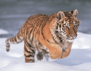 Tigers are in more danger than other kinds of cats.
