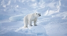 Photograph of a polar bear in its natural environment