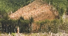 Photograph of a clear-cut forest