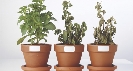 Photograph of three potted plants with labels