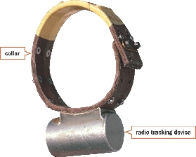 Radio collars like this one help scientists track a wild animal’s movements. Each collar is specially designed for a particular species, or kind, of animal.