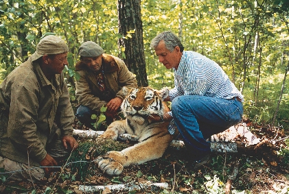 A scientist places a radio collar on a tiger. Olga was the first tiger to be fitted with a radio collar.