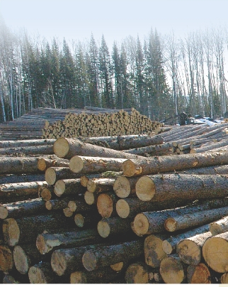 Large numbers of trees in the Russian taiga forest are being cut down to make timber. This is destroying tiger habitat.