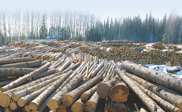 Photograph of stacks of logged trees in a taiga