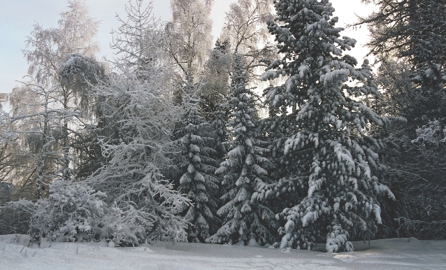 Snow covers the taiga in the harsh winter. Siberian tigers need their thick fur to stay warm in their habitat.