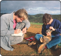 Photograph of scientists examining an island fox