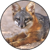 island fox