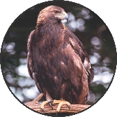 golden eagle