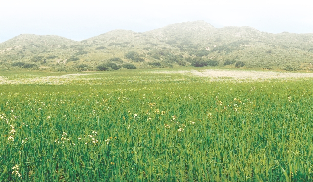 Photograph of habitat where the island fox is found