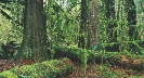 Photograph of a lush forest habitat