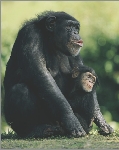 A chimpanzee is a primate; so are humans.