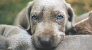 Photograph of a puppy's face