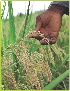 A worker checks genetically modified rice in Africa.