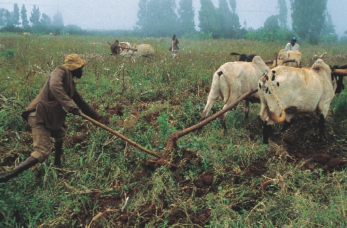 A farmer plows a field in Kenya.