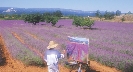 Photograph of someone painting a field of lavender in a field of lavender