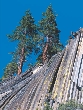 Photograph of trees growing in a vertical rock cliff