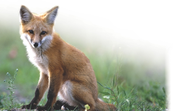 This fox lives in a wetland.