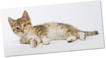 Photograph of a kitten