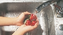 Photograph of a hand full of strawberries under a faucet with the water running