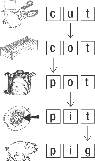 Illustration of pictures and letter cards for the words “cut, cot, pot, pit” and “pig”