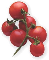 Photograph of grape tomatoes on the vine