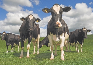 Photograph of several dairy cows in a field