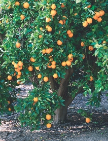 Oranges grow on trees.