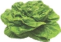 Photograph of a head of lettuce