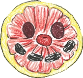 Illustration of a completed fruit face